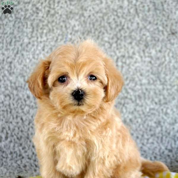 Rosie, Maltipoo Puppy