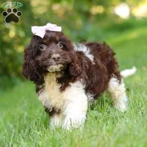 Rosie, Cockapoo Puppy