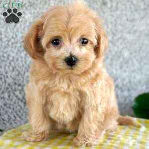 Rosie, Maltipoo Puppy