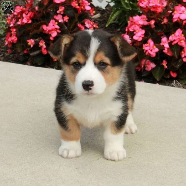 Ross, Pembroke Welsh Corgi Puppy