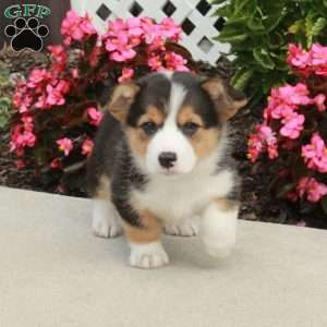 Ross, Pembroke Welsh Corgi Puppy