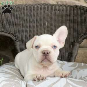 Ross, French Bulldog Puppy