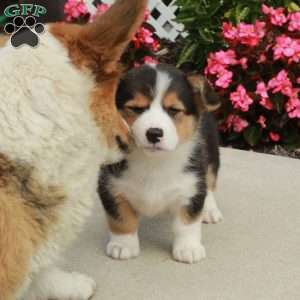 Ross, Pembroke Welsh Corgi Puppy