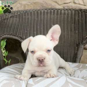 Ross, French Bulldog Puppy