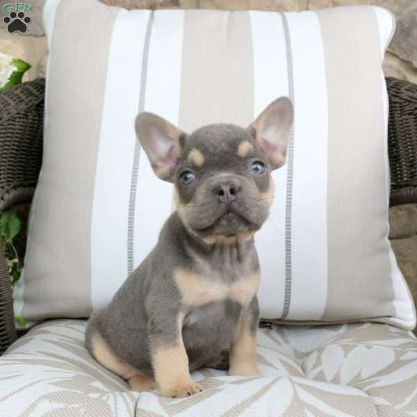 Rover, French Bulldog Puppy