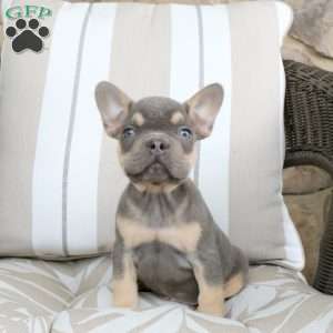 Rover, French Bulldog Puppy