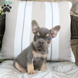 Rover, French Bulldog Puppy