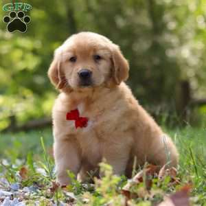 Rowan, Golden Retriever Puppy