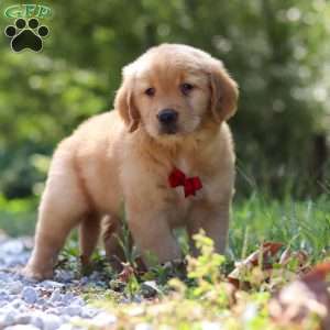 Rowan, Golden Retriever Puppy