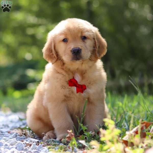 Rowan, Golden Retriever Puppy