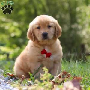 Rowan, Golden Retriever Puppy