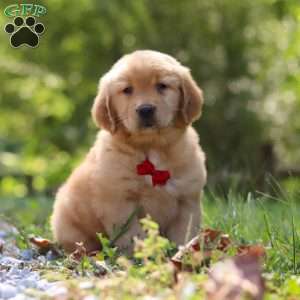 Rowan, Golden Retriever Puppy