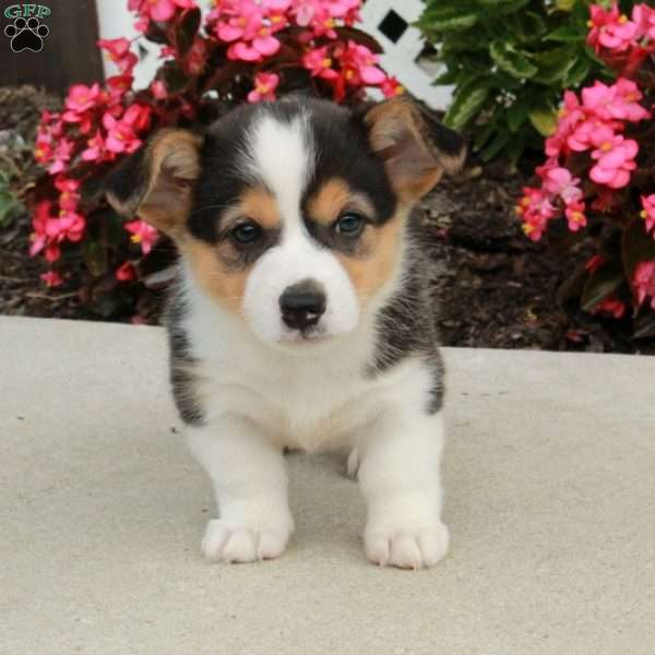 Roxie, Pembroke Welsh Corgi Puppy