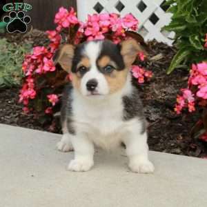 Roxie, Pembroke Welsh Corgi Puppy