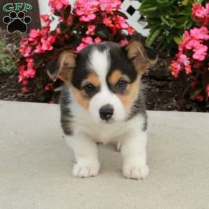 Roxie, Pembroke Welsh Corgi Puppy