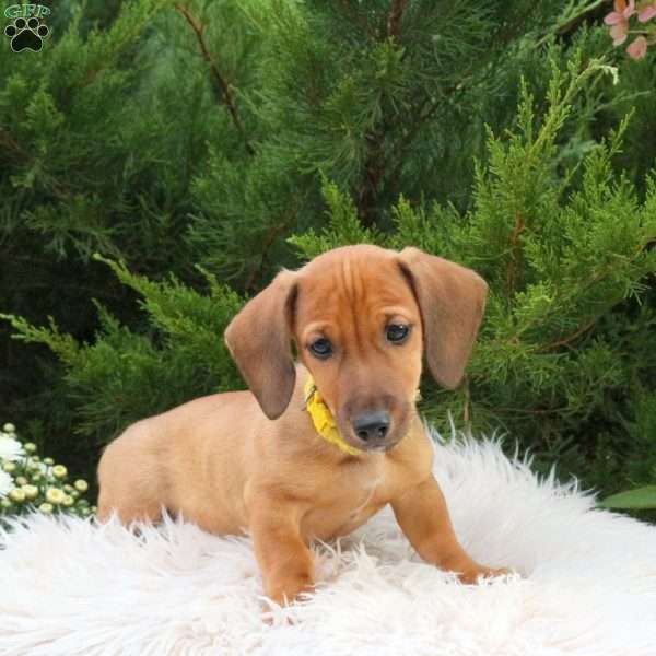 Rubble, Dachshund Mix Puppy