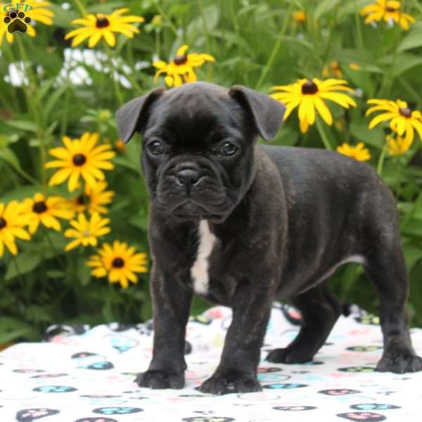 Ruby, Frenchton Puppy