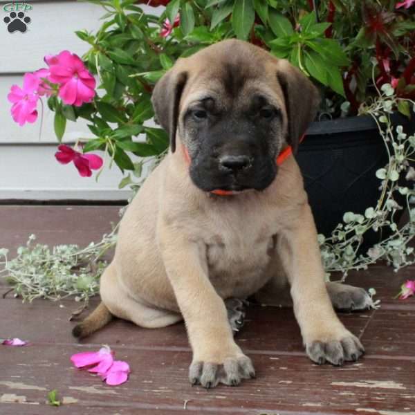 Ruby, English Mastiff Puppy