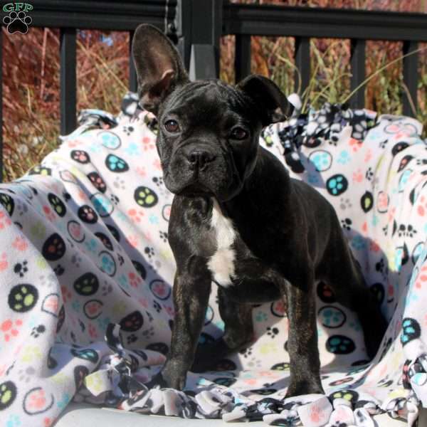 Ruby, Frenchton Puppy