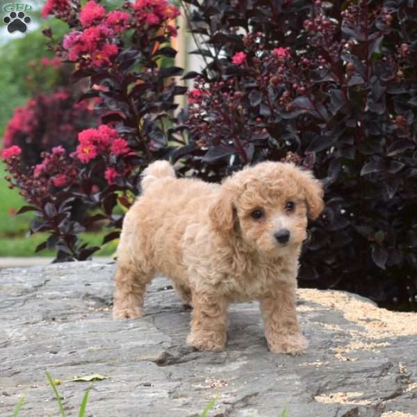 Ruby, Bich-Poo Puppy