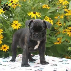 Ruby, Frenchton Puppy