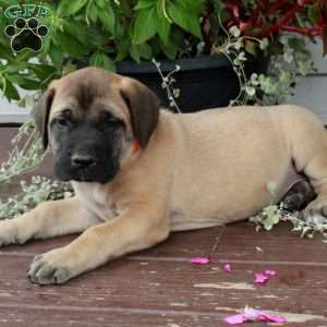 Ruby, English Mastiff Puppy