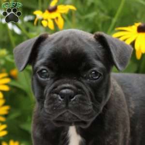 Ruby, Frenchton Puppy