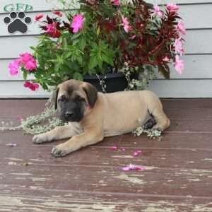 Ruby, English Mastiff Puppy