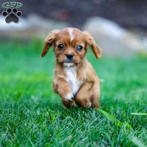 Ruby, Cavalier King Charles Spaniel Puppy