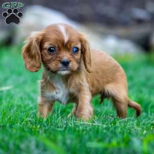 Ruby, Cavalier King Charles Spaniel Puppy
