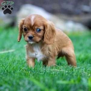 Ruby, Cavalier King Charles Spaniel Puppy