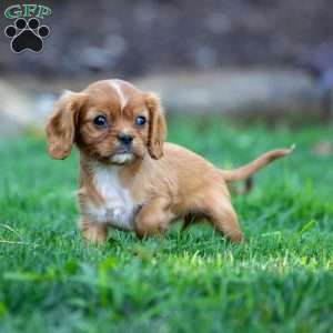 Ruby, Cavalier King Charles Spaniel Puppy