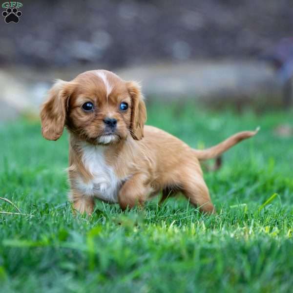 Ruby, Cavalier King Charles Spaniel Puppy