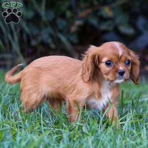 Ruby, Cavalier King Charles Spaniel Puppy