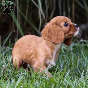 Ruby, Cavalier King Charles Spaniel Puppy