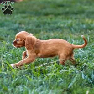 Ruby, Cavalier King Charles Spaniel Puppy
