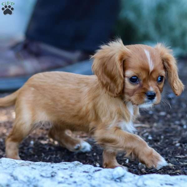 Ruby, Cavalier King Charles Spaniel Puppy