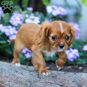 Ruby, Cavalier King Charles Spaniel Puppy