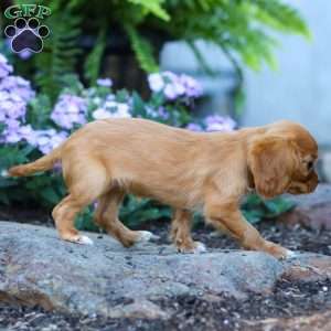 Ruby, Cavalier King Charles Spaniel Puppy