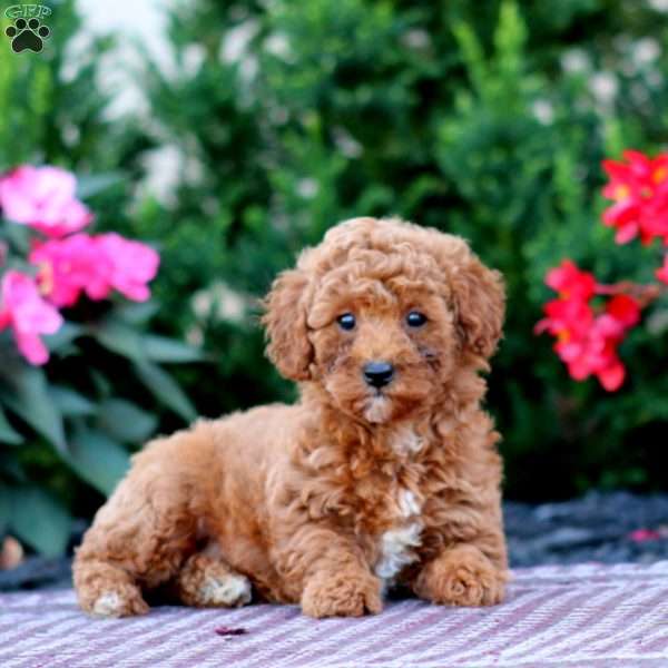 Ruby, Miniature Poodle Puppy