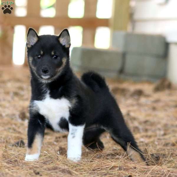 Ruby, Shiba Inu Puppy