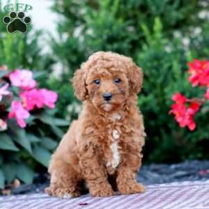 Ruby, Miniature Poodle Puppy