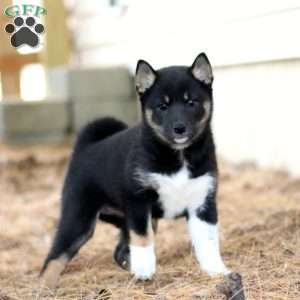 Ruby, Shiba Inu Puppy