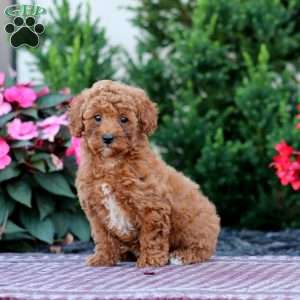 Ruby, Miniature Poodle Puppy