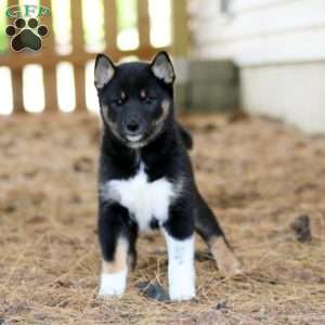 Ruby, Shiba Inu Puppy