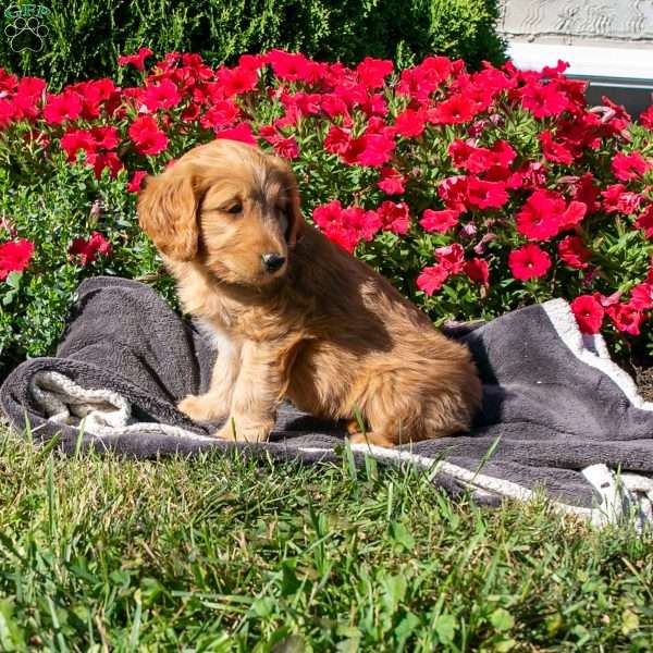 Ruby, Mini Goldendoodle Puppy