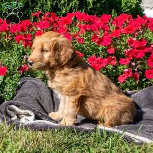 Ruby, Mini Goldendoodle Puppy