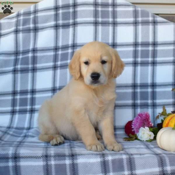 Rudy, Golden Retriever Puppy