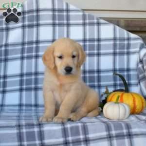 Rudy, Golden Retriever Puppy