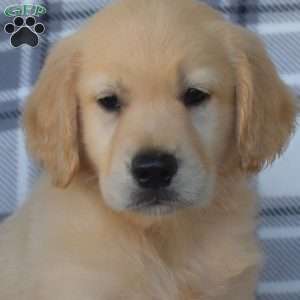Rudy, Golden Retriever Puppy